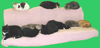 Cats on a sofa at LAPS